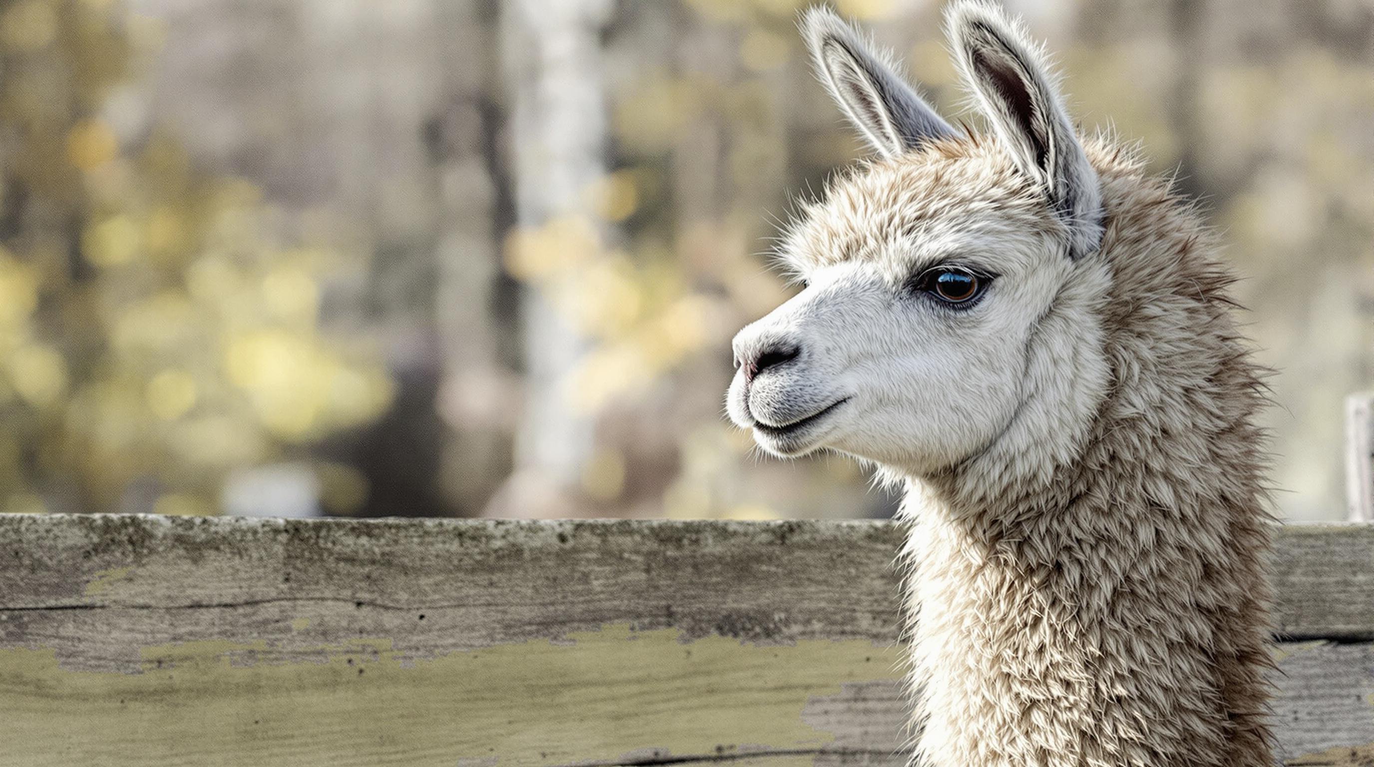 Vo vnútri mysle Llama 3.3 70B Versatile 128k ako AI agenta